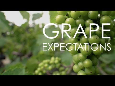 Grape Expectations | Von Stiehl Winery | Wisconsin Foodie