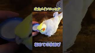 オカメインコの中ヒナ・初めての水浴び！？【たまちゃんねる】 #shorts