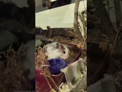 Giving my hamster an apple pie 🐹🍎 #hamster #food #tastetest #cute