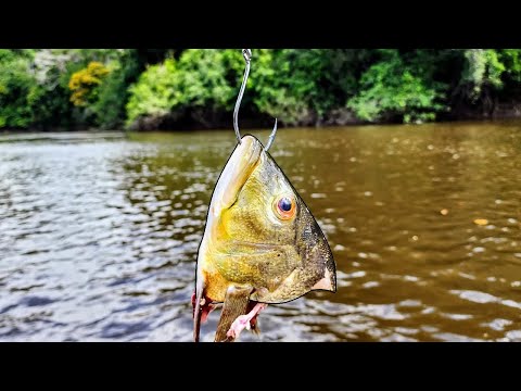 CATFISHING in the AMAZON RAINFOREST!! (Fishing for Monsters)