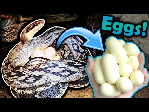 Our Blue Beauties Laid Eggs!