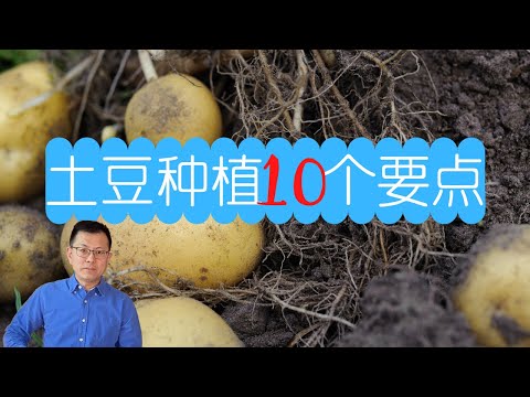 土豆种植的10个要点，原来种土豆个大的秘诀在这里，长得又多又大，吃不完！