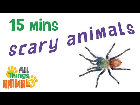 * TOP 7 SCARY ANIMALS * | Playlist For Kids | All Things Animal TV