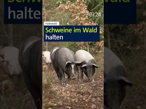 Hutewald 🐷🐽🐷 Schweine im Wald halten #shorts #schweine #wald