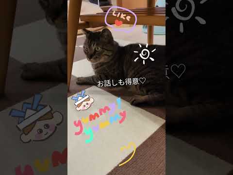 【譲渡されました！】梅丸02 #short #cat  #保護猫