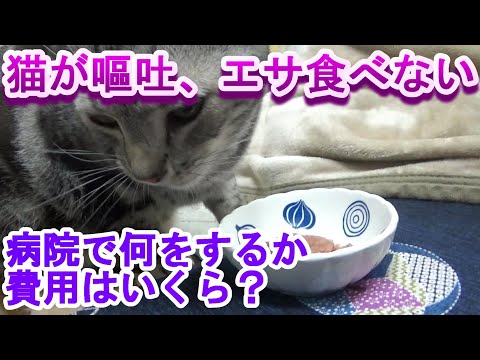 猫が嘔吐、エサ食べない時、病院にいくと何をするのか？費用はいくら？