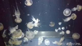 【動画研究素材: クラゲ】ビゼンクラゲ (Edible jellyfish) Rhopilema esculenta