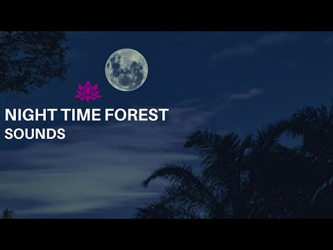 Night Time Forest Sounds Under a Full Moon | Relaxing sound for Sleep, Study or Meditation ASMR