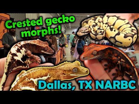 Attending the First-Ever Dallas, TX NARBC! It was Bonkers!