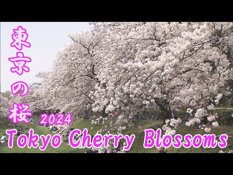 東京の桜2024～飛鳥山公園・六本木さくら坂・青山霊園・根川緑道～