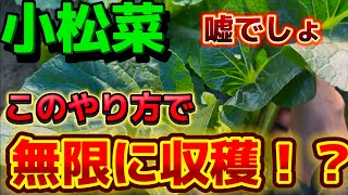 【小松菜】収穫すると損します！このやり方なら無限収穫！！家庭菜園なら絶対に真似して下さい