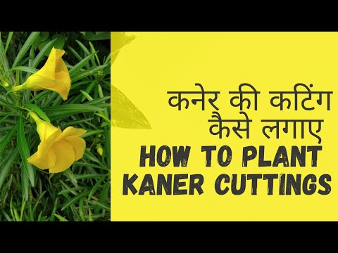 कनेर की कटिंग कैसे लगाएं How to plant Kaner cuttings