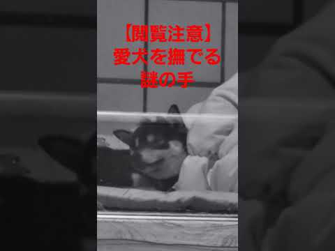 ただ愛犬を撫でてる動画だけど、角度のせいで恐怖動画#保護犬 #保護犬を家族に #多頭飼育崩壊 #柴犬のいる暮らし