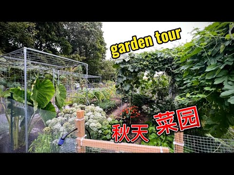 9月10月种什么？参观我的秋天的菜园 fall garden tour 2024