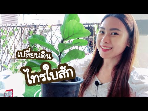 ไทรใบสัก | เปลี่ยนดินง่ายๆภายใน 3 นาที