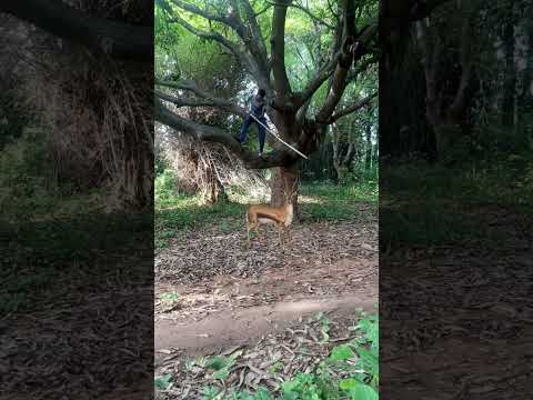 Chatching Deer 🦌🦌🦌#reel #reels #trending #viral #viralreels #video #tiger #wildlife #reelsvideo