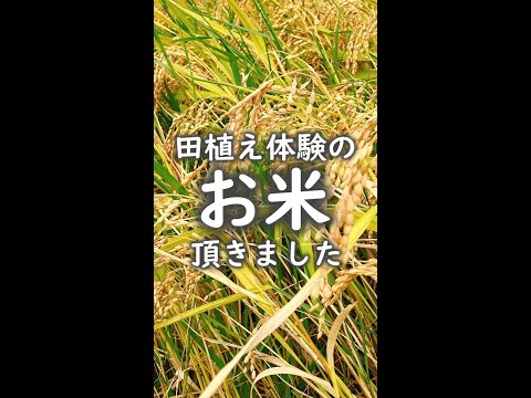 【田植え体験の新米を実食】千葉県匝瑳市のお米「匝瑳の舞 ふさこがね」#shorts  #稲刈り #新米 #ふさこがね