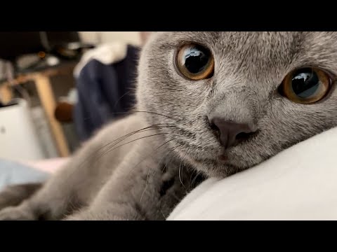 你好，小蓝猫！小奶猫超级粘人  #cute kitten