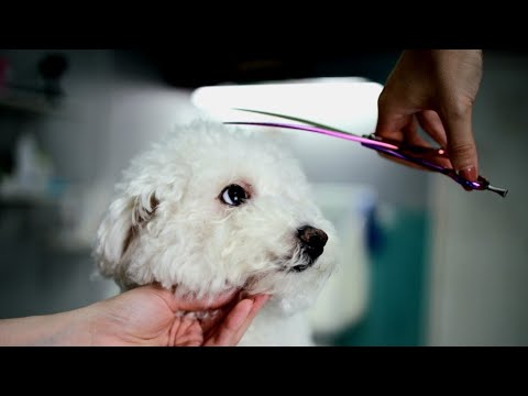 HAIRSTYLE For THE BEST DOG Ever (Bichon Frise Scissors Grooming)