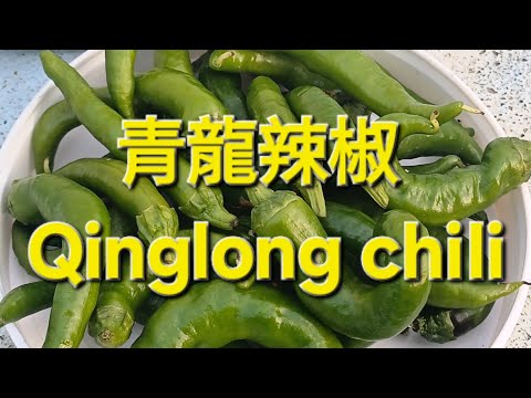 青龍辣椒 Qinglong chili