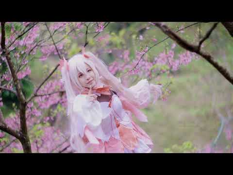 三峽大熊櫻花林-三色櫻花(JEFF 4K video) Three Gorges Big Bear Sakura Forest-Three-color Sakura Taiwan #jeff0007