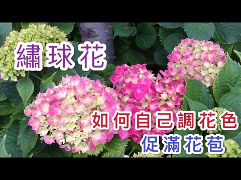 【天天小花農】繡球花，教你如何自己調花色及花期如何花開滿枝頭