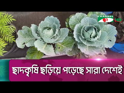 বড় শহরগুলো থেকে জেলা-উপজেলা শহরেও পৌঁছে যাচ্ছে ছাদকৃষি || Channel i News