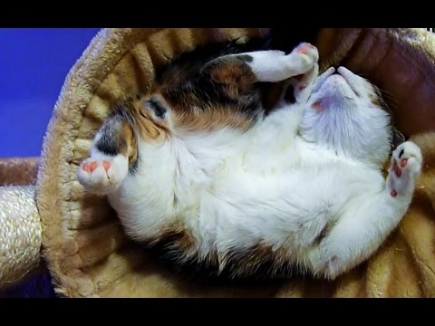 Kittens and Cats sleeping in wierd, awkward but funny and cute positions 2017