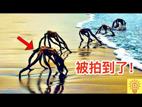 海灘被拍到最驚悚的畫面! 海邊怪物那個所有人都震驚了...