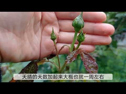 雨水多，粉龙月季拱门花苞少，这样补救有用吗？