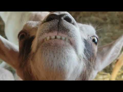 Liz is Spooling The Retired Goats