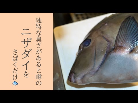 独特の臭みがあるらしいニザダイの捌き方🐟