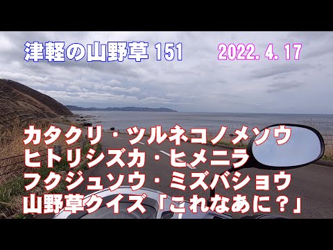 津軽の山野草151(ｶﾀｸﾘ・ﾂﾙﾈｺﾉﾒｿｳ・ﾋﾄﾘｼｽﾞｶ・ﾋﾒﾆﾗ・ﾌｸｼﾞｭｿｳ・ﾐｽﾞﾊﾞｼｮｳ・これなあに？)