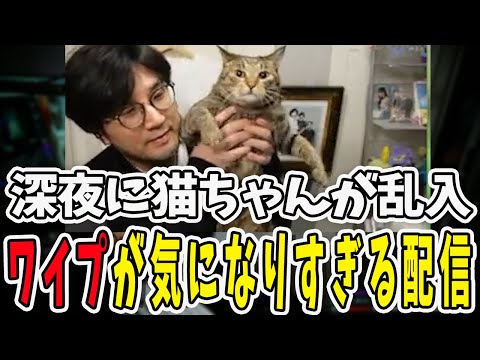 配信中に猫ちゃんが乱入！ワイプが可愛すぎて内容が入ってこない配信【三人称/ドンピシャ/ぺちゃんこ/鉄塔/三人称雑談/切り抜き】