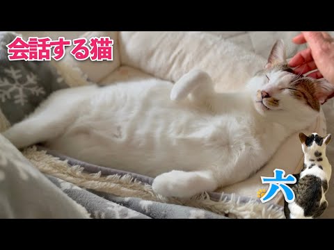 愛猫と私の会話は、まるで親子の会話。ご飯を催促する愛猫に甘える愛猫も | [生まれ変わりの猫] 六