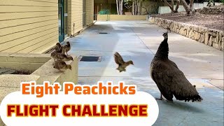 Eight BABY Peachicks Face FLIGHT CHALLEGE