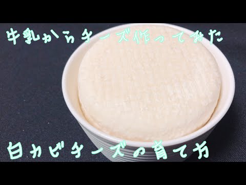 牛乳から白カビチーズを作ってみた