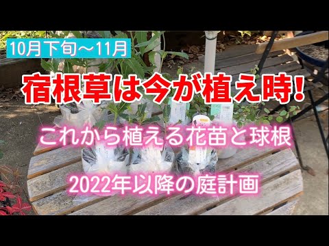 宿根草は今が植え時❗️これから植える花苗と球根　2022年以降の庭計画