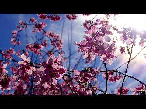 司馬庫斯【上帝的部落】喀羅古道 櫻花林    軍艦岩吊橋風景區 4K