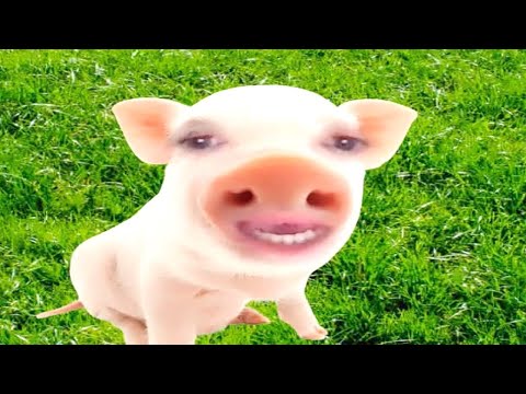 Dr. Pig’s Experiment, by Dr. Pig the Psychiatrist (Dr. Pig Episode #1)