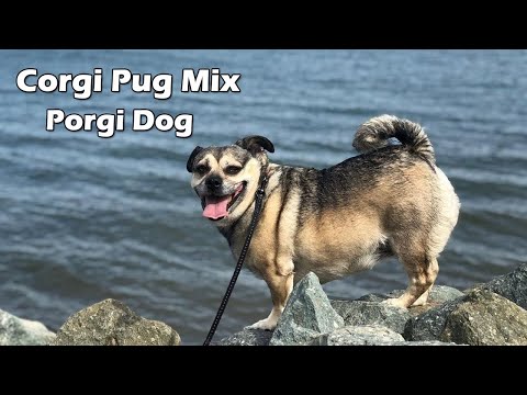 Corgi Pug Mix All You Need to Know about the Porgi Dog / Pug Corgi Mix