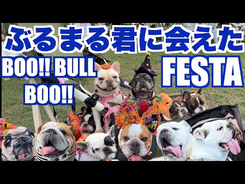 ぶるまる君とまるこちゃんに会えた BOO!! BULL BOO!! FESTA 【 フレンチブルドッグ french_bulldog 】 鼻ぺちゃ犬イベント