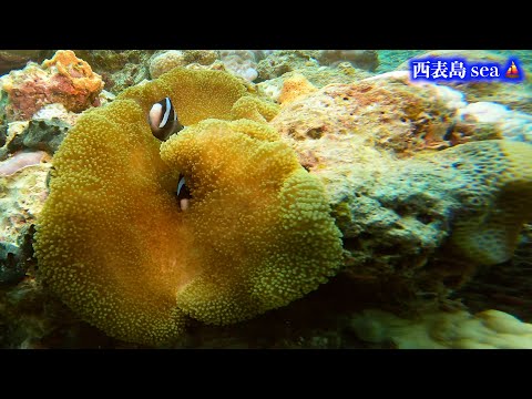 癒しの水中映像 🐳 西表島DIV🤿 １２:⛵️２本目は外離れ南（西表島から切り離されたように2つ並んでいる外離島と内離島）🛥️沖縄県八重山郡竹富町に属する八重山列島の島🌏世界自然遺産🐡