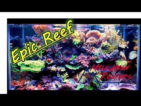 Chads Epic Reef Tank Tank Tour