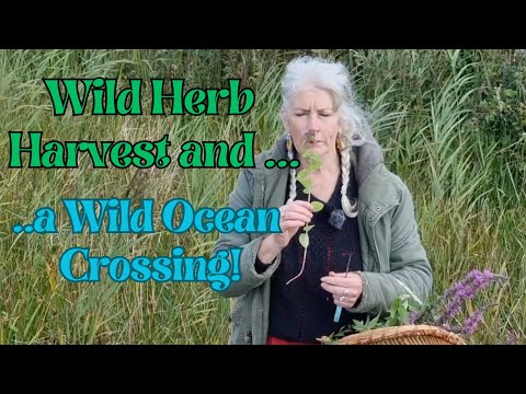 Wild Herb Harvest ...and a Wild Ocean Crossing