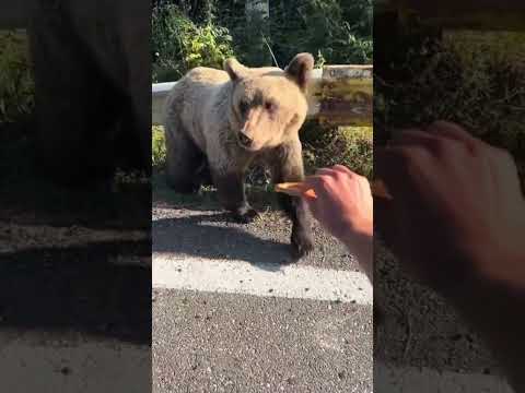 What did you think would happen?! 🤣 🤦🏼‍♂️ #bears #feeding #wildlife #comedy #viral #scar #fypシ