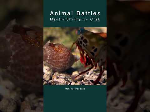 Mantis Shrimp vs Crab | The Nature Nexus #hunting #wildlife #ocean @NatGeo