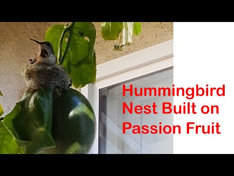 Hummingbird hatching in a nest  built on passion fruit