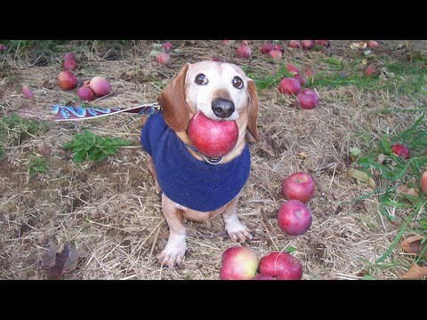 Apple Dog Ai | Dog With Apple Meme