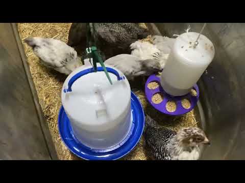 How To Keep Baby Chicks First 3 Weeks Of Life - Safe & Healthy NO MESS